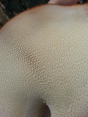 Polyporus tuberaster