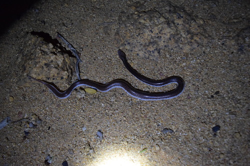 Namibian Wolf Snake
