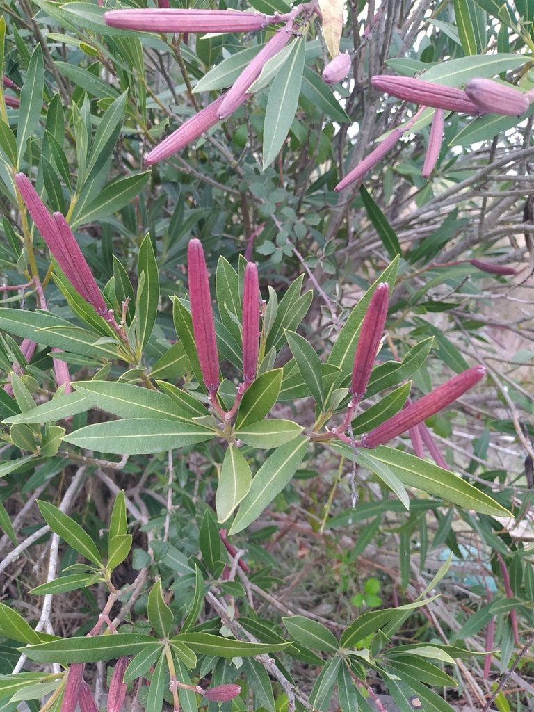 Nerium oleander