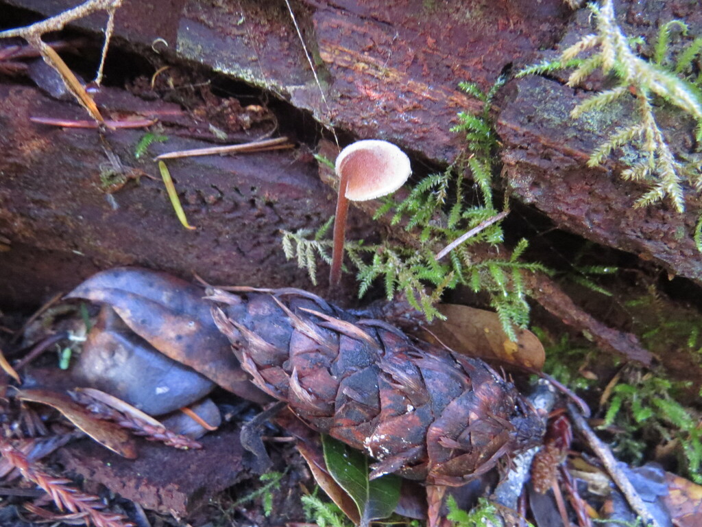 Auriscalpium vulgare · November 2025 · photo: © garth_harwood (iNaturalist, cc-by)