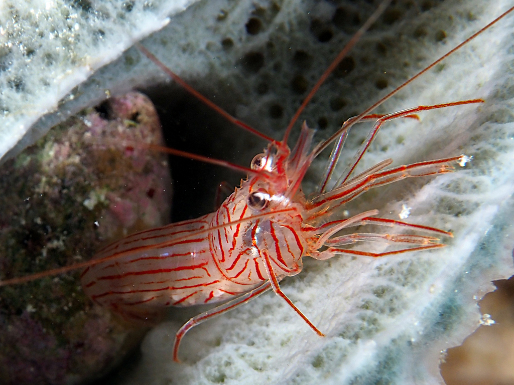 Sponge Peppermint Shrimp
