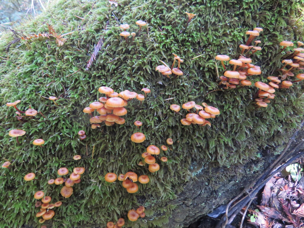 Xeromphalina campanella · November 2025 · photo: © garth_harwood (iNaturalist, cc-by)