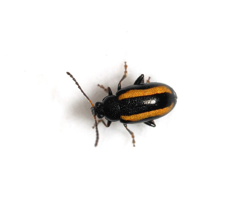 Phyllotreta rectilineata
