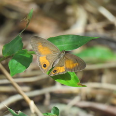 Hypocysta irius