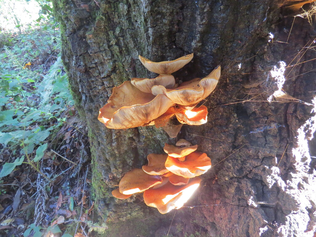Gymnopilus ventricosus · November 2025 · photo: © garth_harwood (iNaturalist, cc-by)