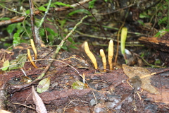 Clavicipitaceae