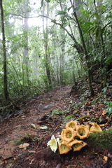 Solandra grandiflora