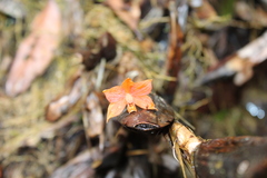 Prosthechea vitellina