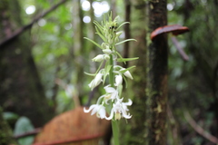 Calanthe calanthoides