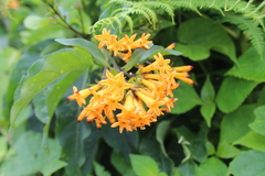 Cestrum aurantiacum