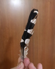 Upupa epops