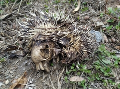 Coendou longicaudatus