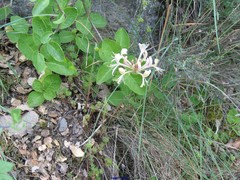 Petrosedum forsterianum