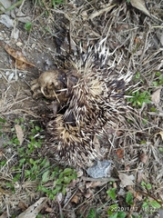 Coendou longicaudatus