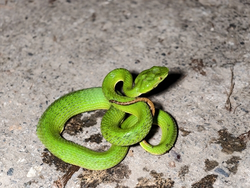 Photo of a Yunnan Pit Viper (Trimeresurus yunnanensis)