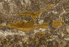 Rufoplaca arenaria