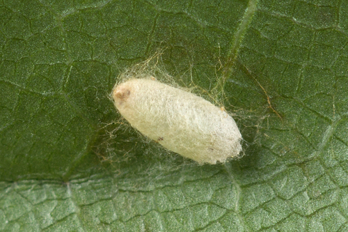 Scarce Maple Pigmy