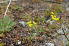Lomatium ambiguum