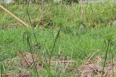 Cyperus giganteus