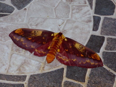 Citheronia phoronea