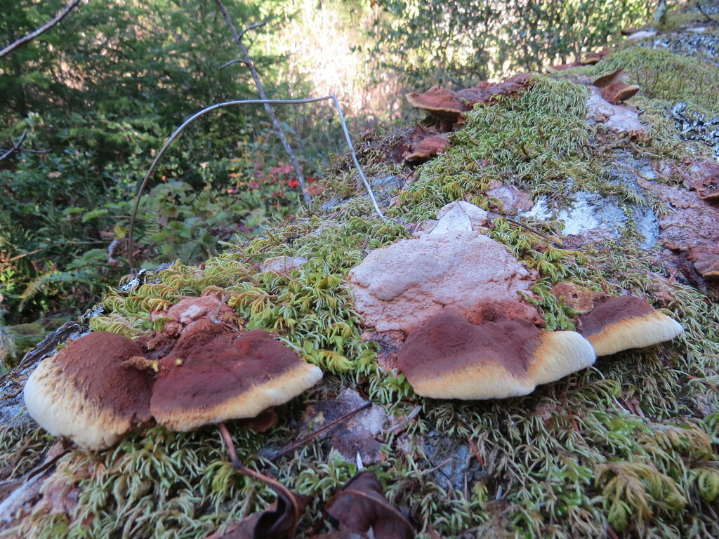 Fuscoporia gilva · November 2025 · photo: © garth_harwood (iNaturalist, cc-by)