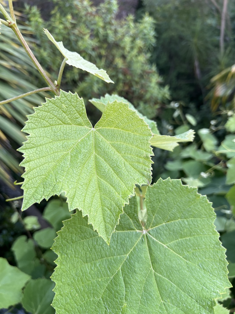 Vitis vinifera