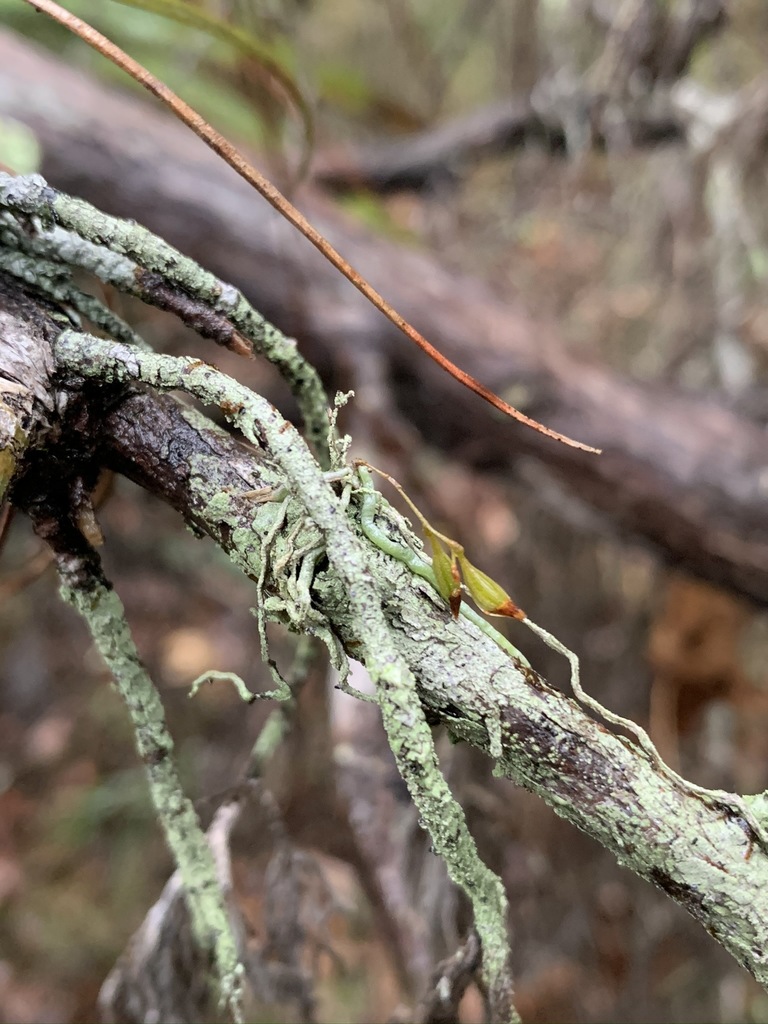 Jingle bell orchid Dendrophylax porrectus leafless roots on a twig, Florida
