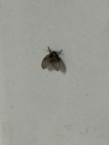 Unknown species found near West Chester University, West Chester, PA, US
