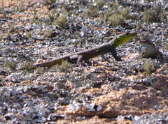 Platysaurus intermedius rhodesianus