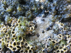 Eatoniella