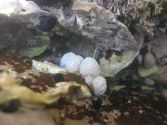 Eudistoma elongatum