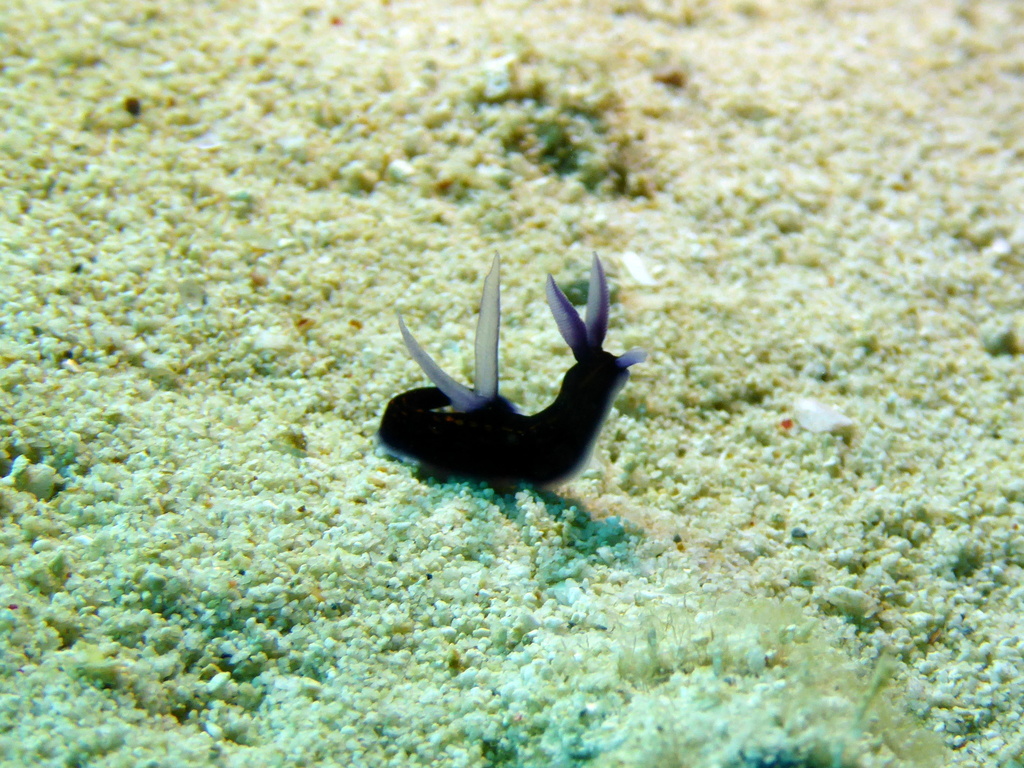 Graceful Wrinkle Dorid