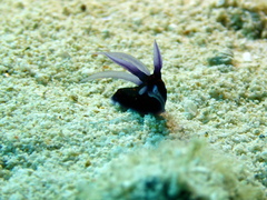 Roboastra gracilis