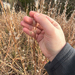 splitbeard bluestem from Smyrna, DE, US on December 07, 2025 at 12:28 PM by Cole Lycett