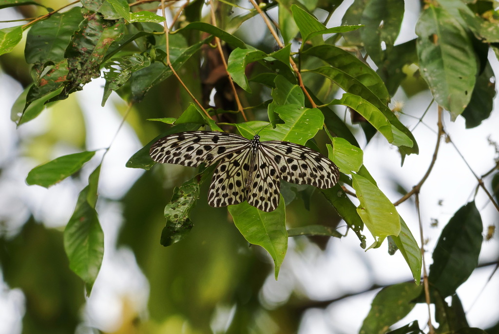 Common Tree Nymph