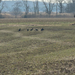 Black Vulture from Whitehall Neck Rd, Smyrna, DE, US on December 07, 2025 at 12:55 PM by Cole Lycett