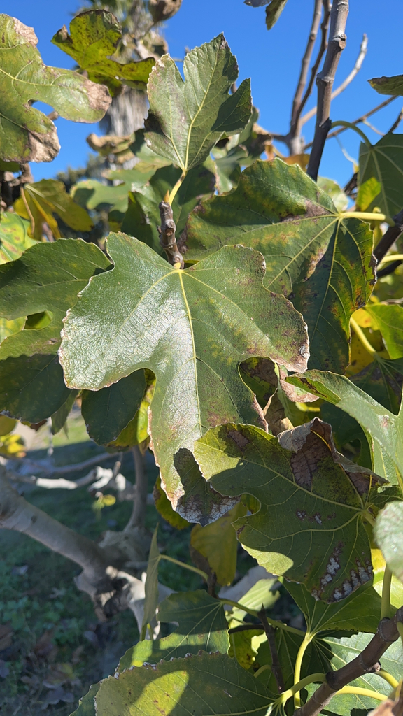 Ficus carica