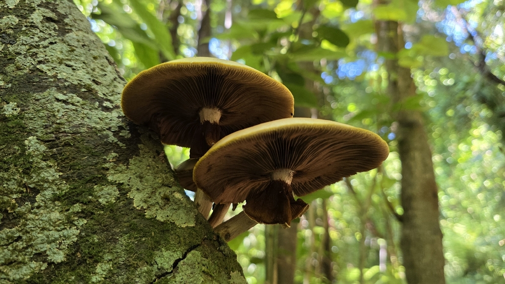 Cyclocybe parasitica · December 2025 · photo: © genevieveearly (iNaturalist, cc-by)
