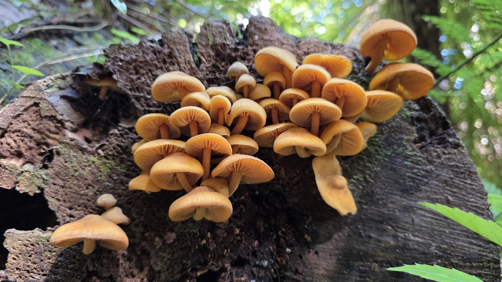 Heimiomyces velutipes · December 2025 · photo: © genevieveearly (iNaturalist, cc-by)