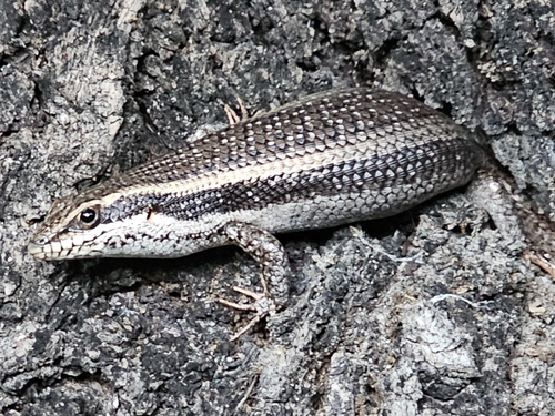 Kalahari Tree Skink