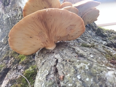 Pleurotus