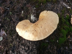 Pleurotus