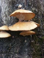 Pleurotus