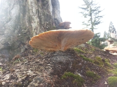 Pleurotus