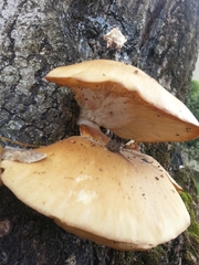 Pleurotus