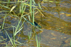 Calopteryx xanthostoma