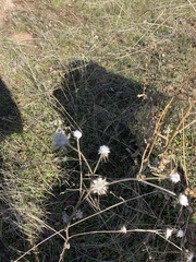 Hazardia squarrosa grindelioides