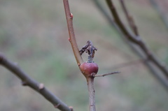 Rabdophaga salicisnodulus