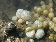 Eudistoma elongatum