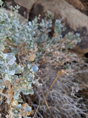 Ericameria cuneata
